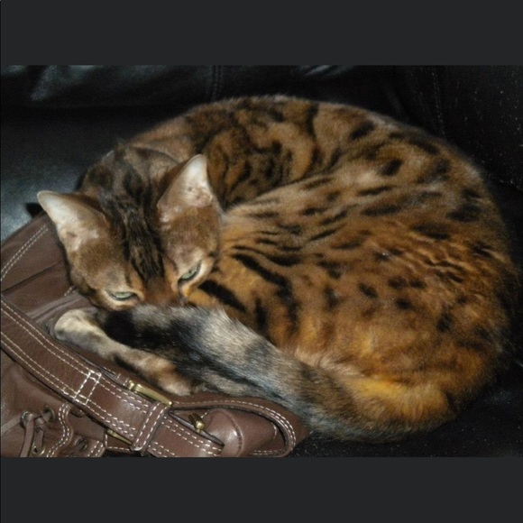 Meet your Posher, Ryleena - Picture 13 of 13